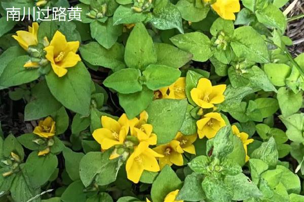 金叶过路黄耐不耐寒，耐寒