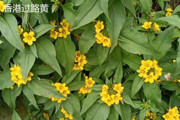 金叶过路黄耐不耐寒，耐寒