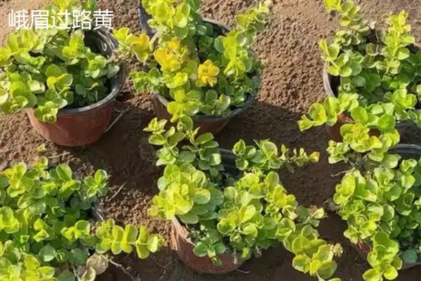 金叶过路黄耐不耐寒，耐寒