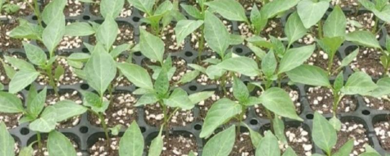 天天下雨辣椒苗的处理方式，需在植株上方搭建遮雨棚