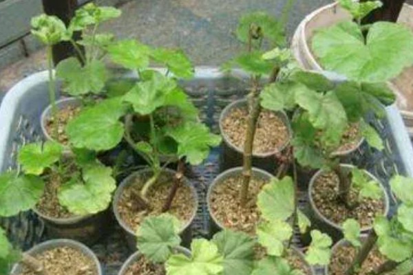 木芙蓉怎么繁殖，以扦插、分株、压条为主