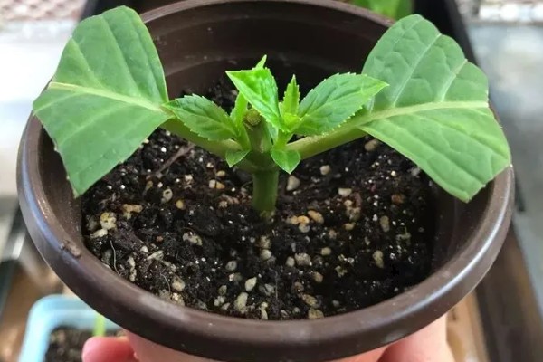 木芙蓉怎么繁殖，以扦插、分株、压条为主