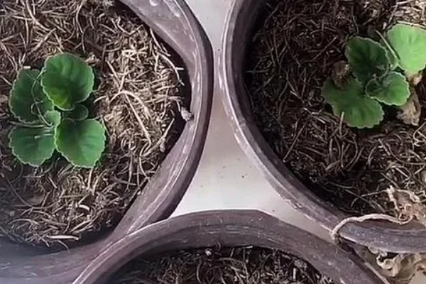 木芙蓉怎么繁殖，以扦插、分株、压条为主