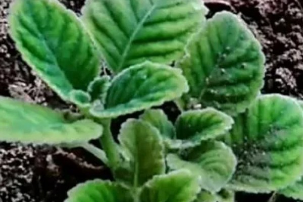 木芙蓉怎么繁殖，以扦插、分株、压条为主
