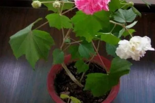 木芙蓉怎么繁殖，以扦插、分株、压条为主