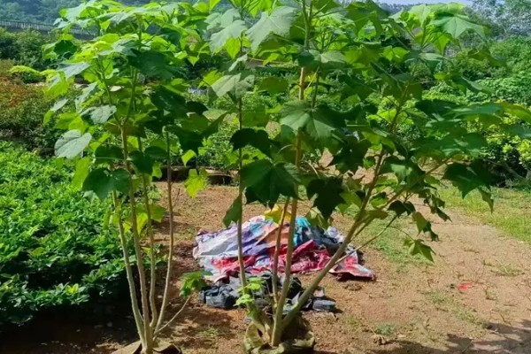 木芙蓉怎么繁殖，以扦插、分株、压条为主