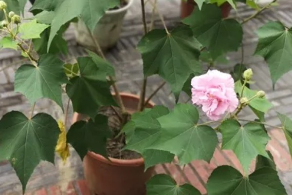 木芙蓉怎么繁殖，以扦插、分株、压条为主
