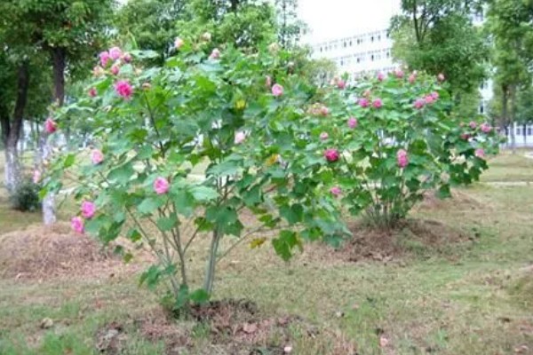 木芙蓉怎么繁殖，以扦插、分株、压条为主