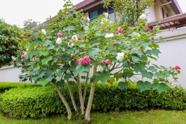 木芙蓉怎么繁殖，以扦插、分株、压条为主