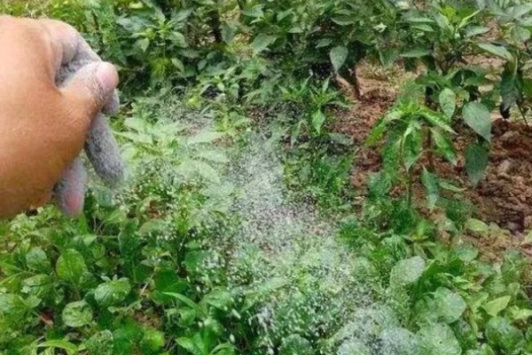 天天下雨辣椒苗的处理方式，需在植株上方搭建遮雨棚
