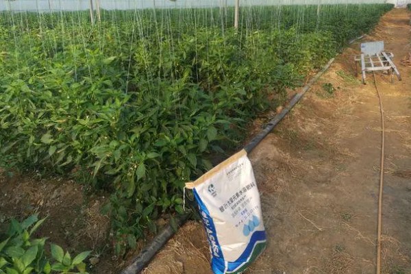 天天下雨辣椒苗的处理方式，需在植株上方搭建遮雨棚