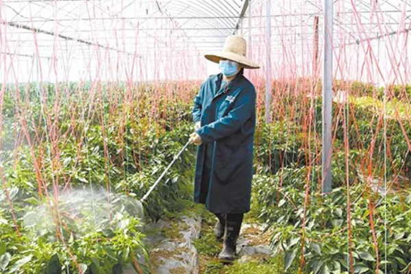 天天下雨辣椒苗的处理方式，需在植株上方搭建遮雨棚