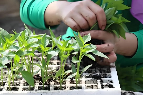 天天下雨辣椒苗的处理方式，需在植株上方搭建遮雨棚