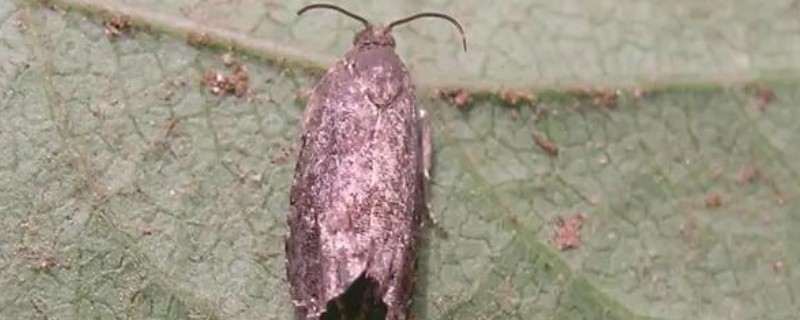 梨食心虫的防治时间，6-9月防治效果好