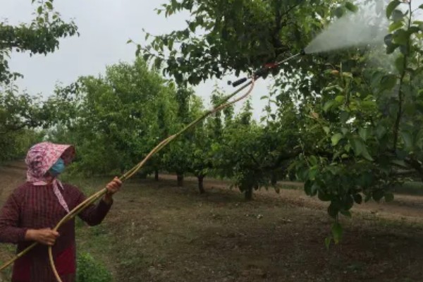 梨食心虫的防治时间，6-9月防治效果好