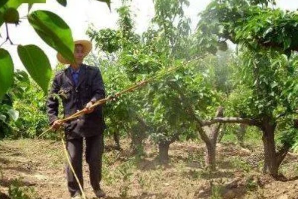 梨食心虫的防治时间，6-9月防治效果好