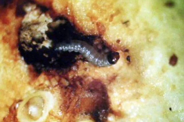 梨食心虫的防治时间，6-9月防治效果好