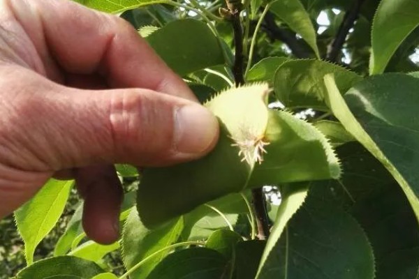 梨食心虫的防治时间，6-9月防治效果好
