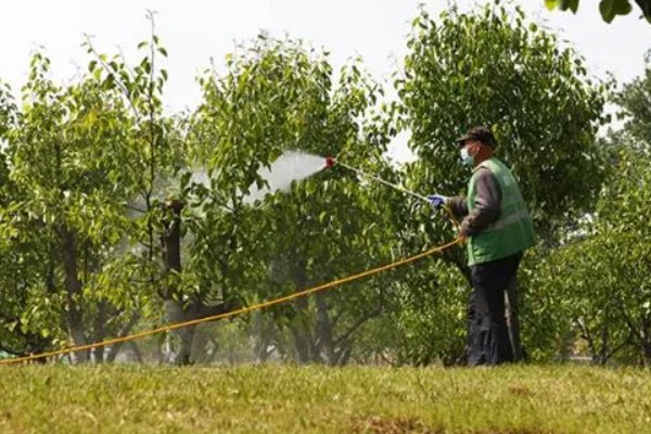 梨食心虫的防治时间，6-9月防治效果好