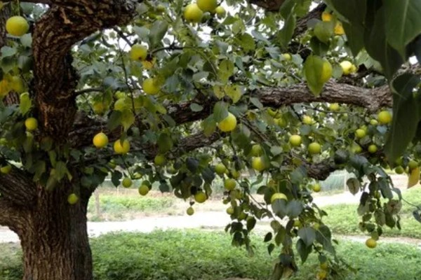 梨食心虫的防治时间，6-9月防治效果好