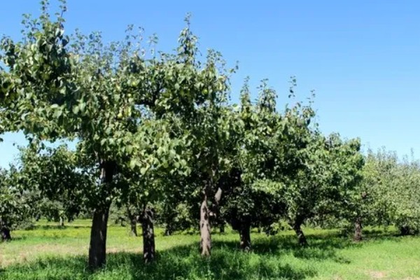 梨食心虫的防治时间，6-9月防治效果好