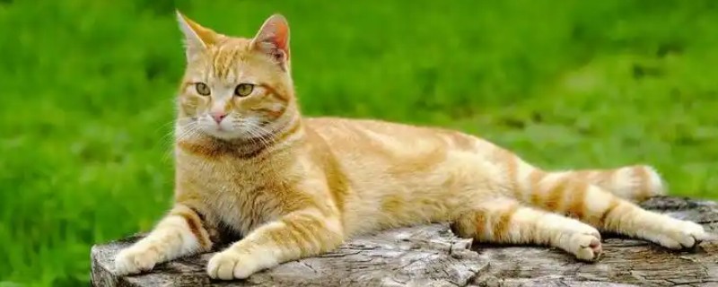猫肺炎会传染其它猫吗，具体要根据引起猫肺炎的病因而定