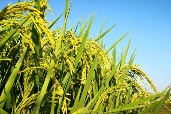 粮油作物的种类，常见水稻、小麦、油菜和花生等品种