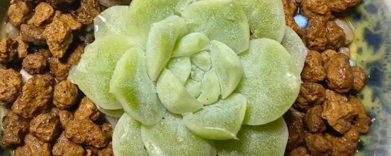 多肉女王和麦秆的区别是什么，颜色和叶心均不同