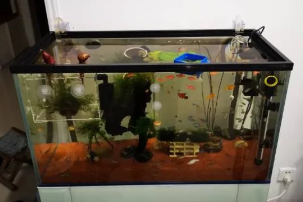 鱼为什么要跳出水面，通常是由于争夺食物或者生病了