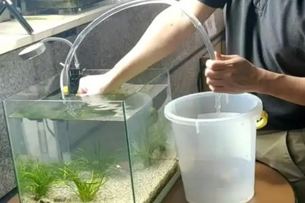 鱼为什么要跳出水面，通常是由于争夺食物或者生病了