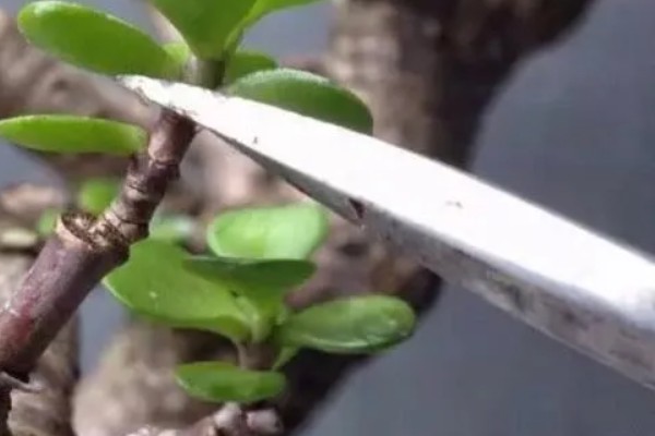 金枝玉叶放屋里有危害吗，没有危害还能净化空气