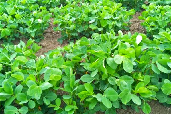 农作物种植轮作有哪些优点，可恢复及提高土壤肥力