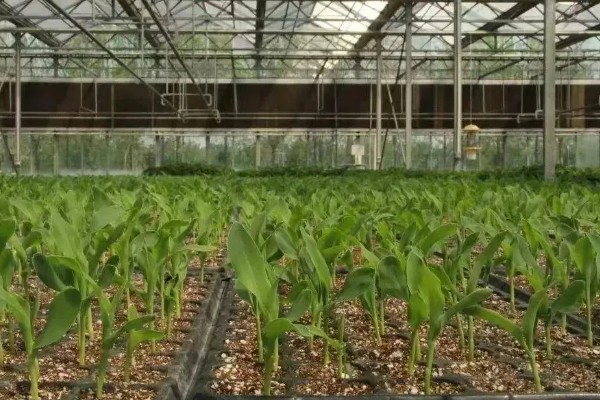 航天育种的基本目标，培育高产、优质的优异新品种