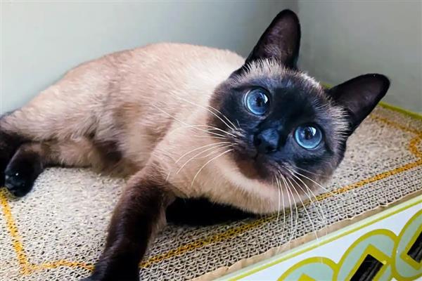 暹罗猫吃什么猫粮，原料里必须添加肉