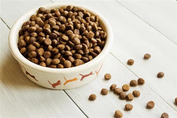 暹罗猫吃什么猫粮，原料里必须添加肉