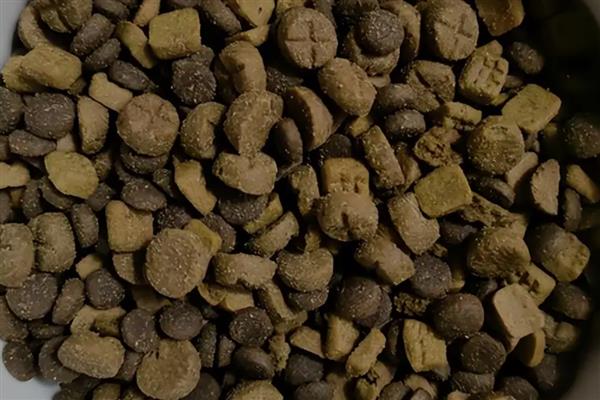 暹罗猫吃什么猫粮，原料里必须添加肉