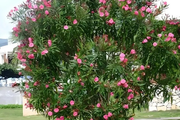 花卉怎么分类，可根据生长习性和观赏部位来分类