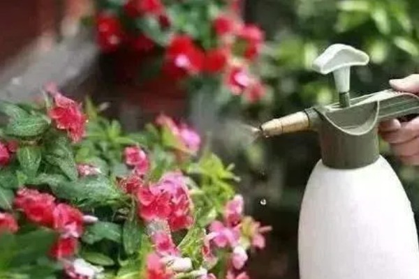 花卉怎么分类，可根据生长习性和观赏部位来分类