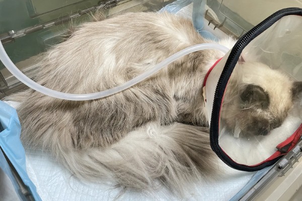 猫肺炎会传染其它猫吗，具体要根据引起猫肺炎的病因而定