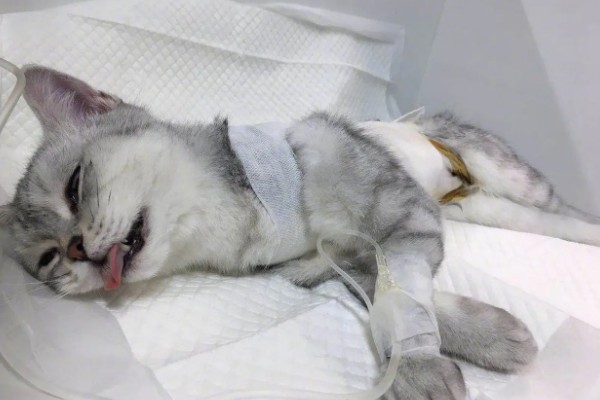 猫肺炎会传染其它猫吗，具体要根据引起猫肺炎的病因而定