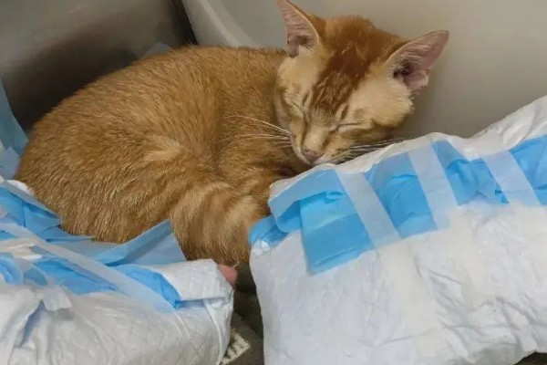 猫肺炎会传染其它猫吗，具体要根据引起猫肺炎的病因而定