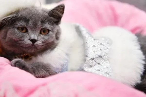 猫肺炎会传染其它猫吗，具体要根据引起猫肺炎的病因而定
