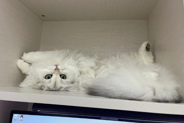 猫肺炎会传染其它猫吗，具体要根据引起猫肺炎的病因而定