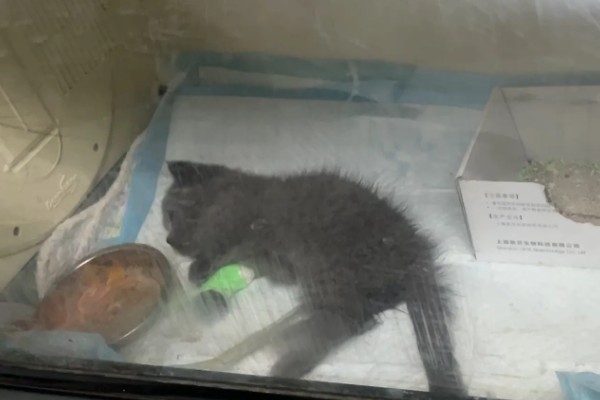 猫肺炎会传染其它猫吗，具体要根据引起猫肺炎的病因而定