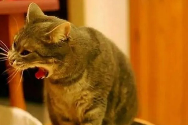 猫肺炎会传染其它猫吗，具体要根据引起猫肺炎的病因而定