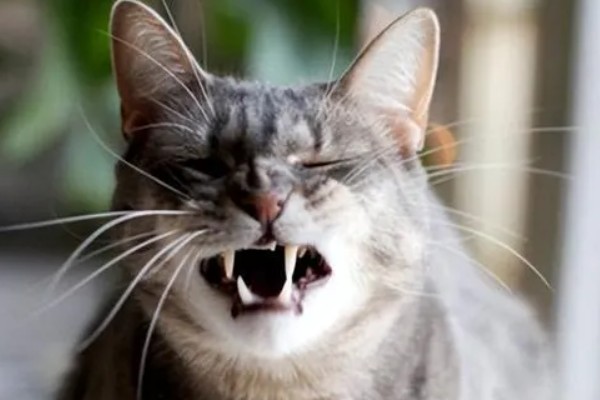 猫肺炎会传染其它猫吗，具体要根据引起猫肺炎的病因而定
