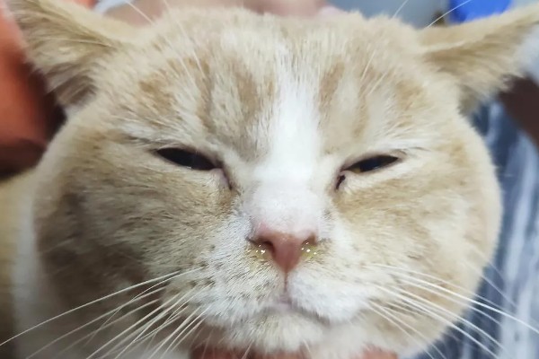 猫肺炎会传染其它猫吗，具体要根据引起猫肺炎的病因而定