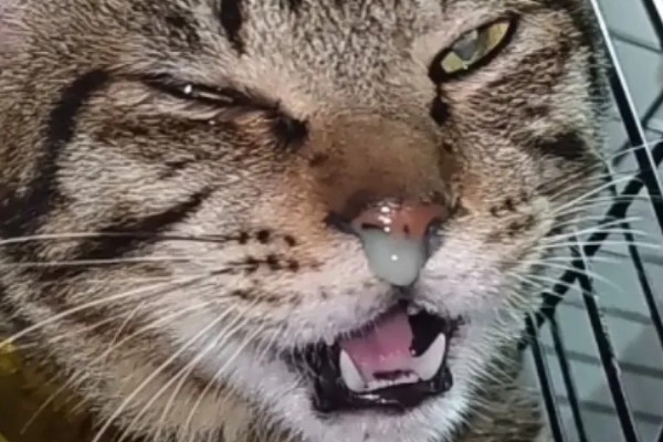 猫肺炎会传染其它猫吗，具体要根据引起猫肺炎的病因而定
