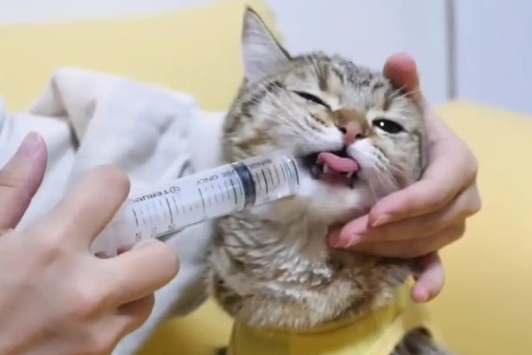 猫肺炎会传染其它猫吗，具体要根据引起猫肺炎的病因而定