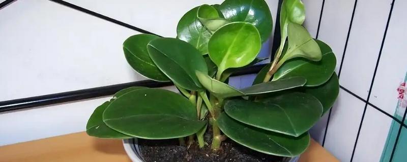 碧玉花有没有毒，碧玉花没有毒